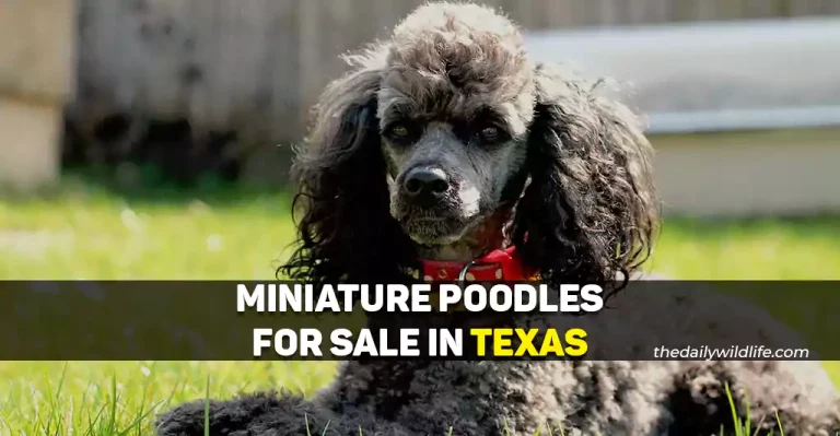11 Places With Miniature Poodles For Sale In Texas