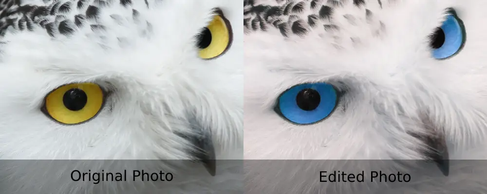 Snowy owl with blue eyes