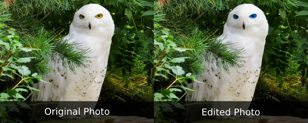 Snowy owl yellow vs blue eyes