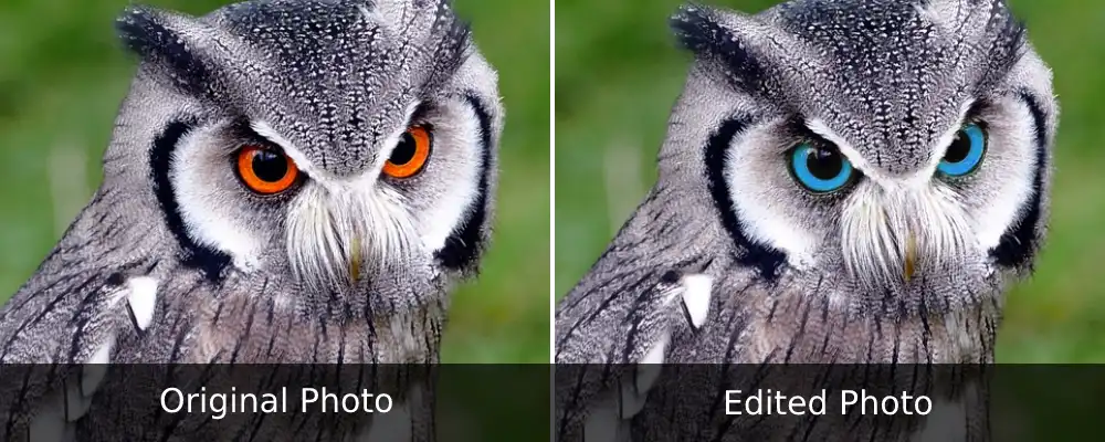 Southern White-faced Owl Orange Vs Blue Eyes