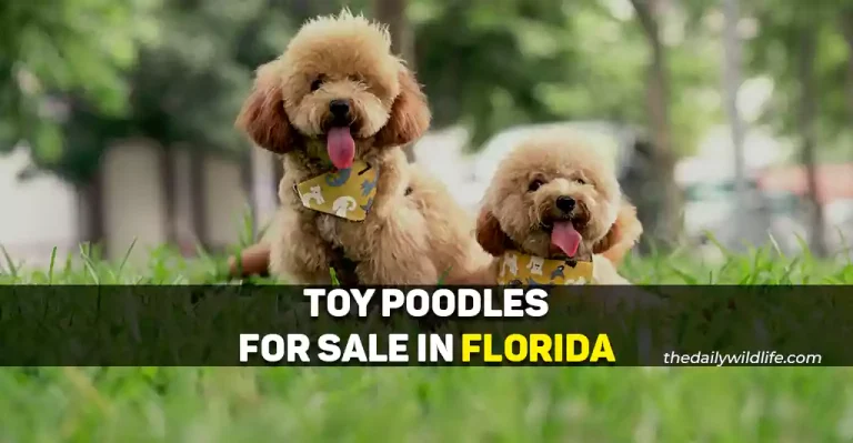 22 Places With Toy Poodles For Sale In Florida