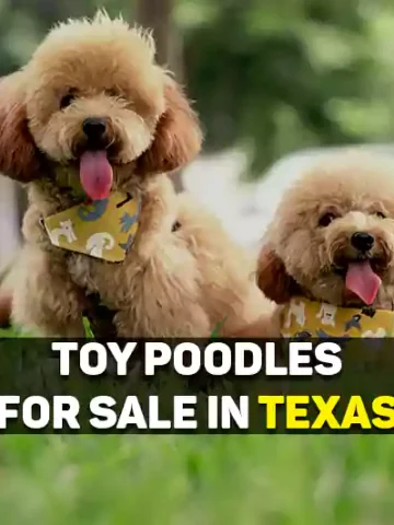 Toy Poodles For Sale In Texas