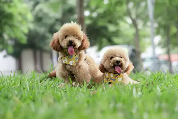 Two Toy Poodles Outside