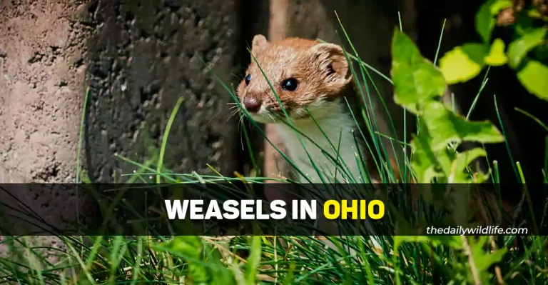 Weasels In Ohio – The ONLY 3 Species! 