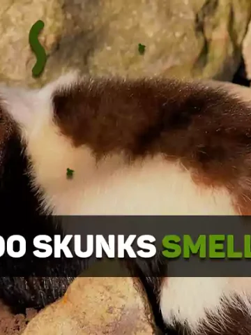 What Do Skunks Smell Like