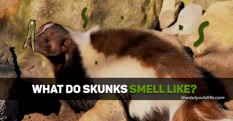 What Do Skunks Smell Like? (You Don’t Want To Know..)