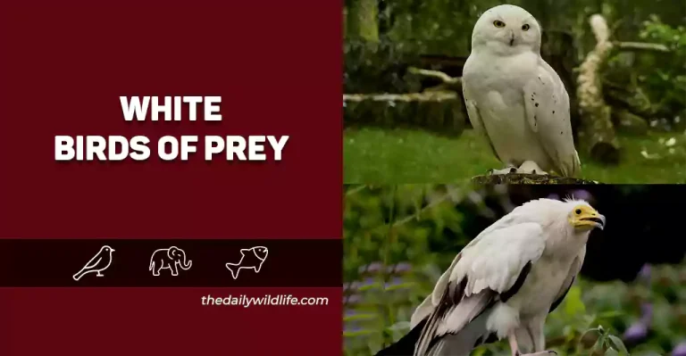 White Birds Of Prey – 20 Species With Photos