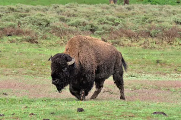 16 Animals That Look Like Buffalos (With Photos!) - The Daily Wildlife