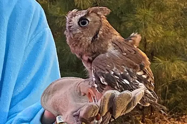 Brown Eastern Screech Owl