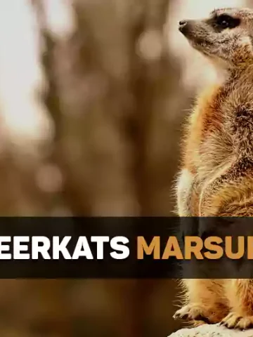 Are Meerkats Marsupials