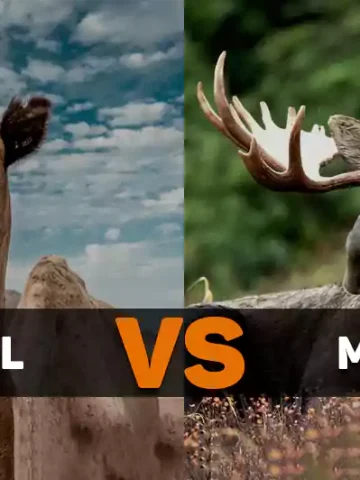 Camel vs Moose