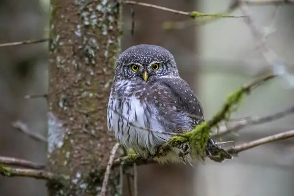 Eurasian pygmy owl on a branch