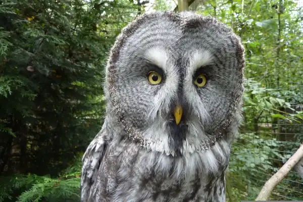 Great gray owl with huge eyes