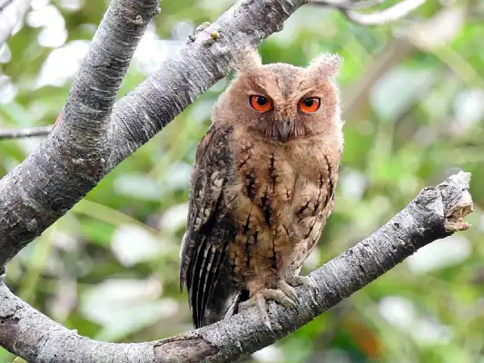 Japanese Scops-owl