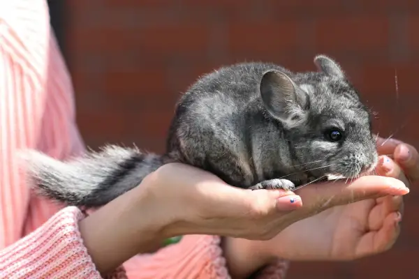 15 Animals That Look Like Chinchillas (With Photos) - The Daily Wildlife