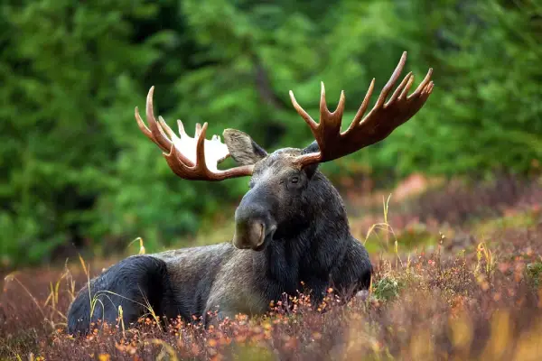 Moose with huge antlers