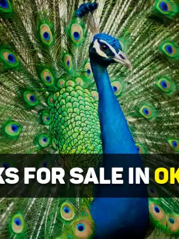 Peacocks For Sale In Oklahoma