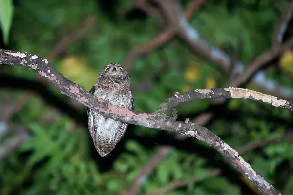 Ryūkyū scops-owl