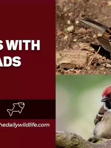Sparrows With Red Heads