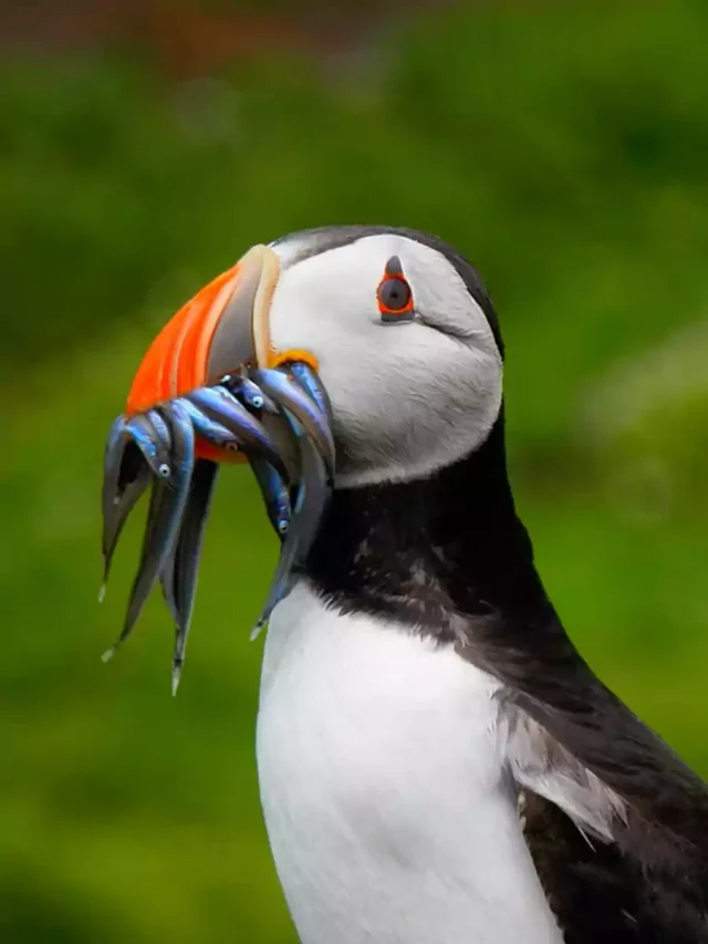 Birds That Have Orange Beaks