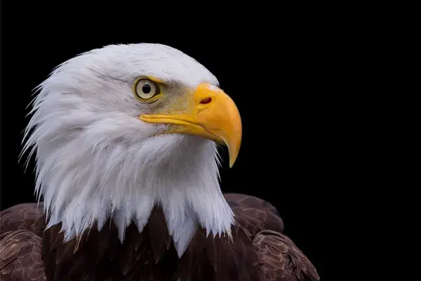 Bald Eagle With a Beak