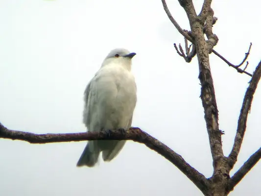 Black-tipped Cotinga  On A Branch