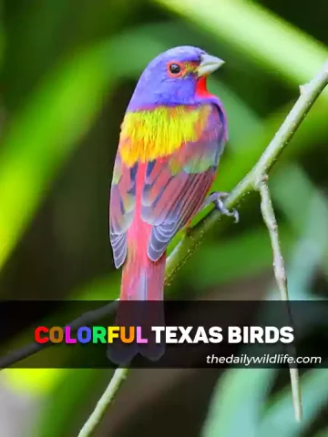 Examples of Colorful Birds In Texas
