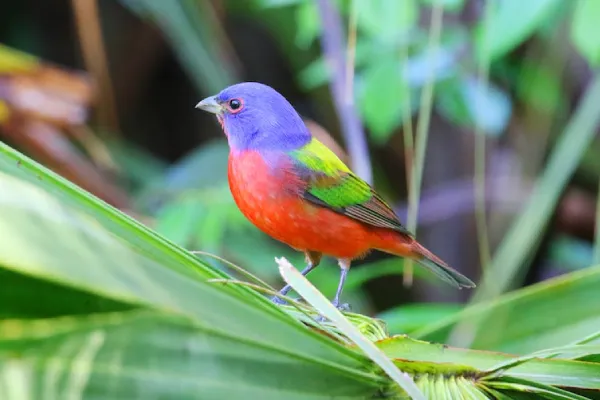 Colorful Painted Bunting Sitting On A Branch