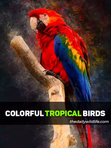 List Of Most Colorful Tropical Birds