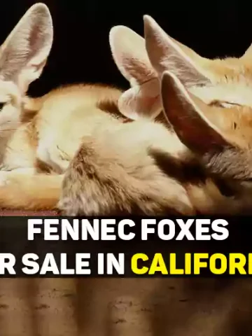 Fennec Foxes For Sale In California