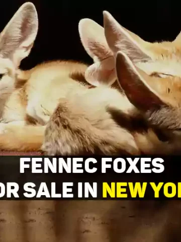 Fennec Foxes For Sale In New York