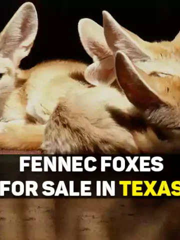 Fennec Foxes For Sale In Texas