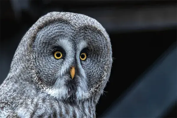 Great Gray Owl With a Beak