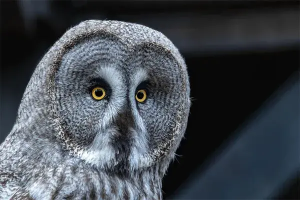Great Gray Owl Without a Beak