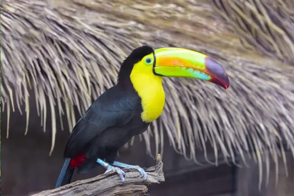 Colorful Keel-Billed Toucan on a branch