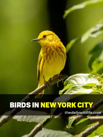 List of Birds In New York City