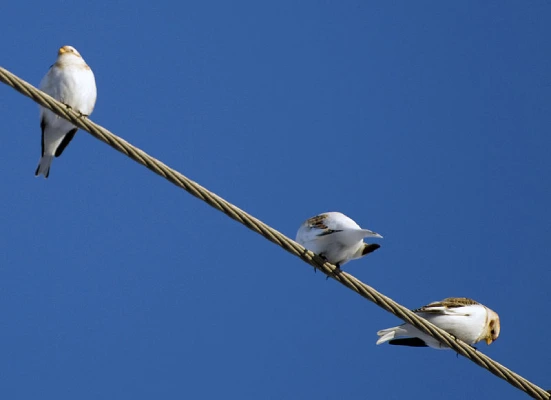 McKay's Buntings on a Wire