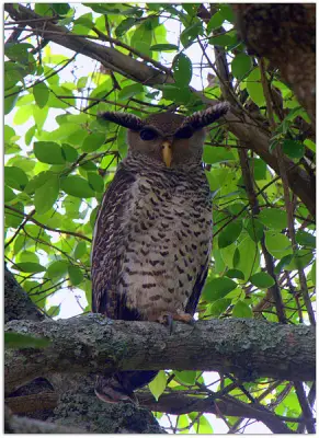 Spot-bellied Eagle-Owl Sitting On A Tree
