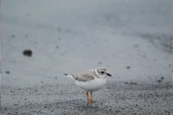Piping Plover On A beach