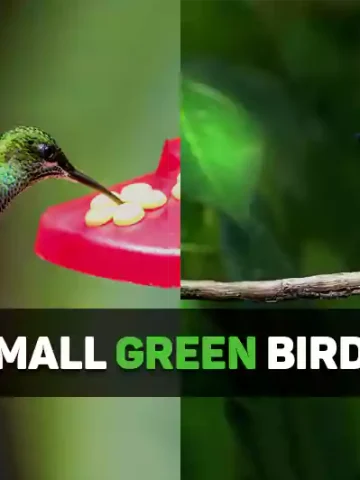 Small Green Birds
