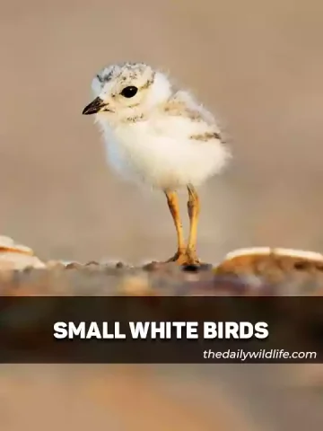 Examples of Small White birds