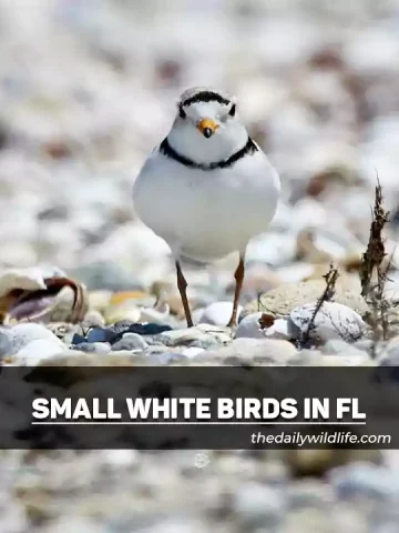 List of Small White Birds In Florida