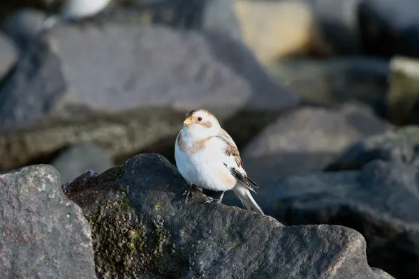 Snow Bunting On A Rock