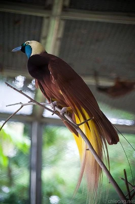 colorful Greater Bird-of-paradise on a branch