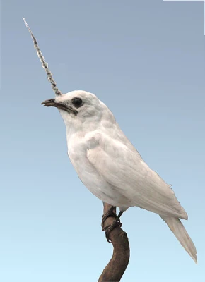 White Bellbird