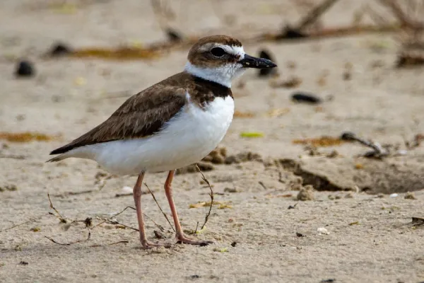 A Wilson's plover walking in the sand