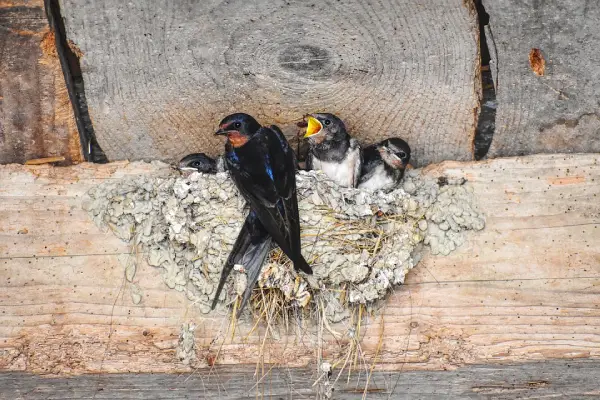 Barn Swallow Nest With Chicks