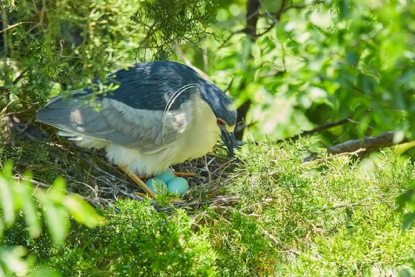 Black-crowned Night-Heron Nest And Eggs