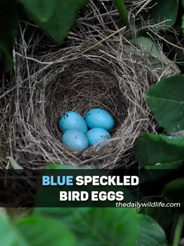 Blue Speckled Bird Eggs