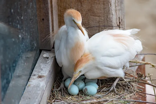 Cattle Egret Nest And Eggs